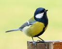 Great Tit