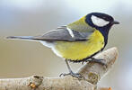 Great Tit