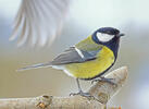 Great Tit