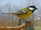 Great Tit