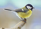 Great Tit