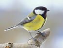 Great Tit