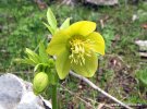 Greek, helleborus