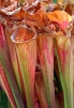 Green pitcher plant