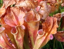 Green pitcher plant