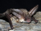 Greish long-eared Bat