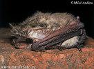 Greish long-eared Bat