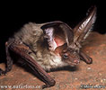 Greish long-eared Bat