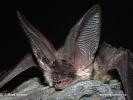 Greish long-eared Bat