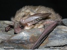 Greish long-eared Bat