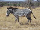 Grévy-zebra
