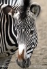 Grévy-zebra