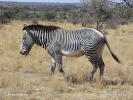 Grevy zebrası