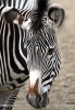 Grevy´s Zebra