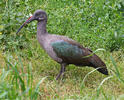 Hadada, Hadeda Ibis