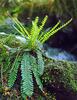 Hard-fern, Deer fern