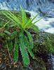 Hard-fern, Deer fern