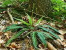 Hard-fern, Deer fern