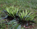 Hard-fern, Deer fern