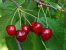 Heart cherries