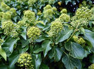 Hedera helix