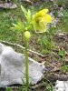 Helleborus cyclophyllus