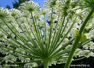 Heracleum mantegazzianum