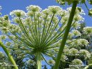 Heracleum mantegazzianum