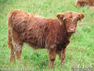 Highland cattle