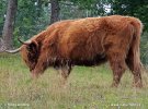 Highland cattle