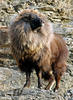 Himalayan tahr