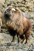 Himalayan tahr