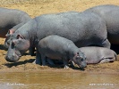 Hippopotamus, Hippo