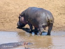 Hippopotamus, Hippo