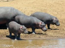 Hippopotamus, Hippo