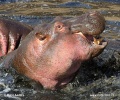 Hippopotamus amphibius