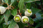 Holm oak