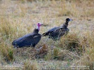 Hooded Vulture