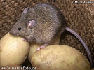 House Mouse