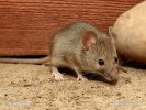 House Mouse