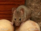 House Mouse