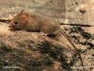 House Mouse