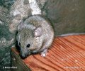 House Mouse