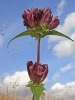 Hungarian Gentian