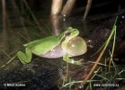 Hyla arborea