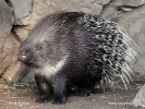 Indian Crested Porcupine