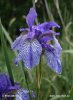 Iris sibirica