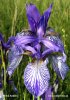 Iris sibirica