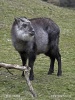 Japanese serow