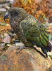 Kea